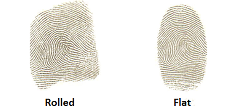 Rolled versus flat fingerprint examples